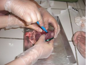 Schweineherz1